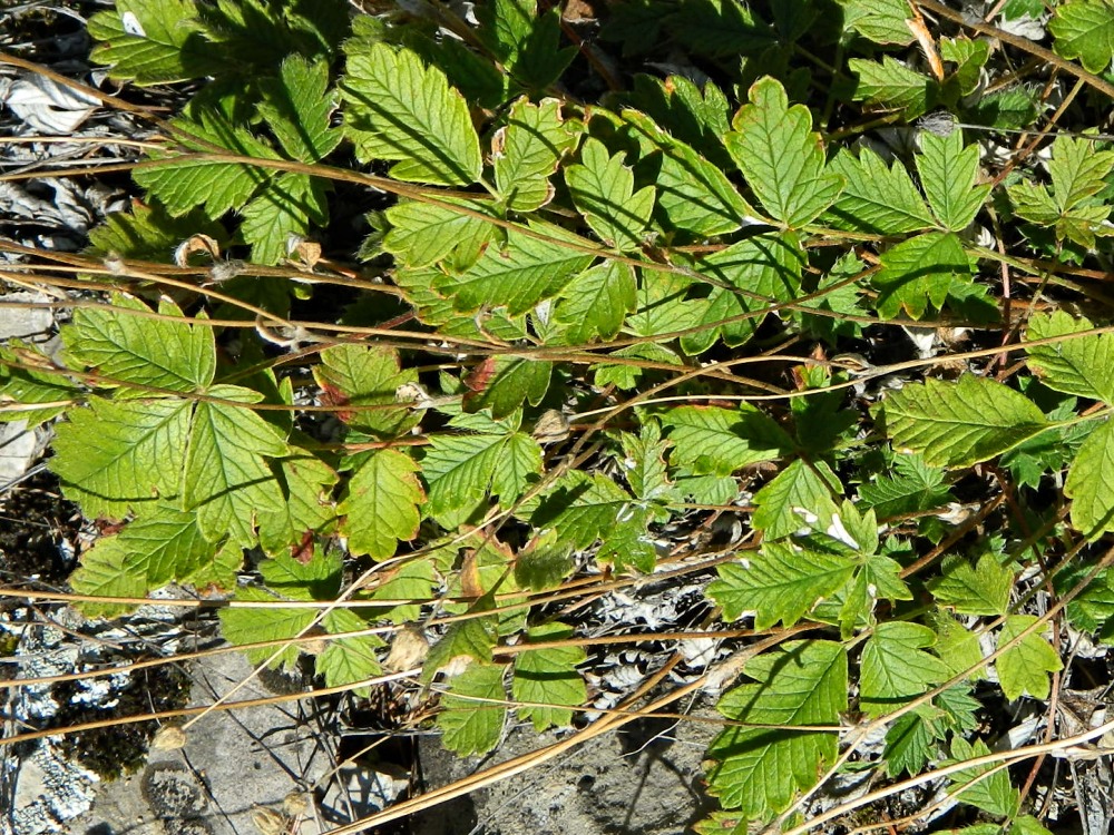 Image of Potentilla arenosa specimen.