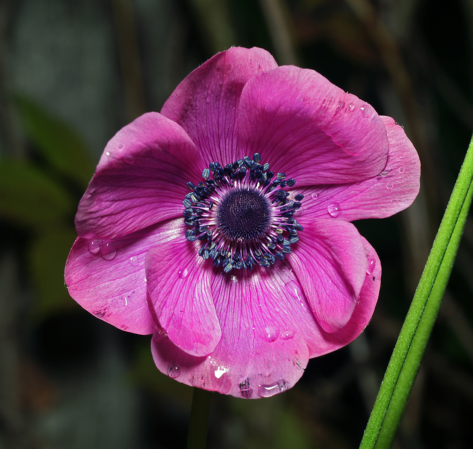 Изображение особи Anemone coronaria.