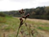 Juncus compressus. Соплодие. Беларусь, г. Гродно, лесомассив Пышки, правый берег р. Нёман. 13.10.2013.