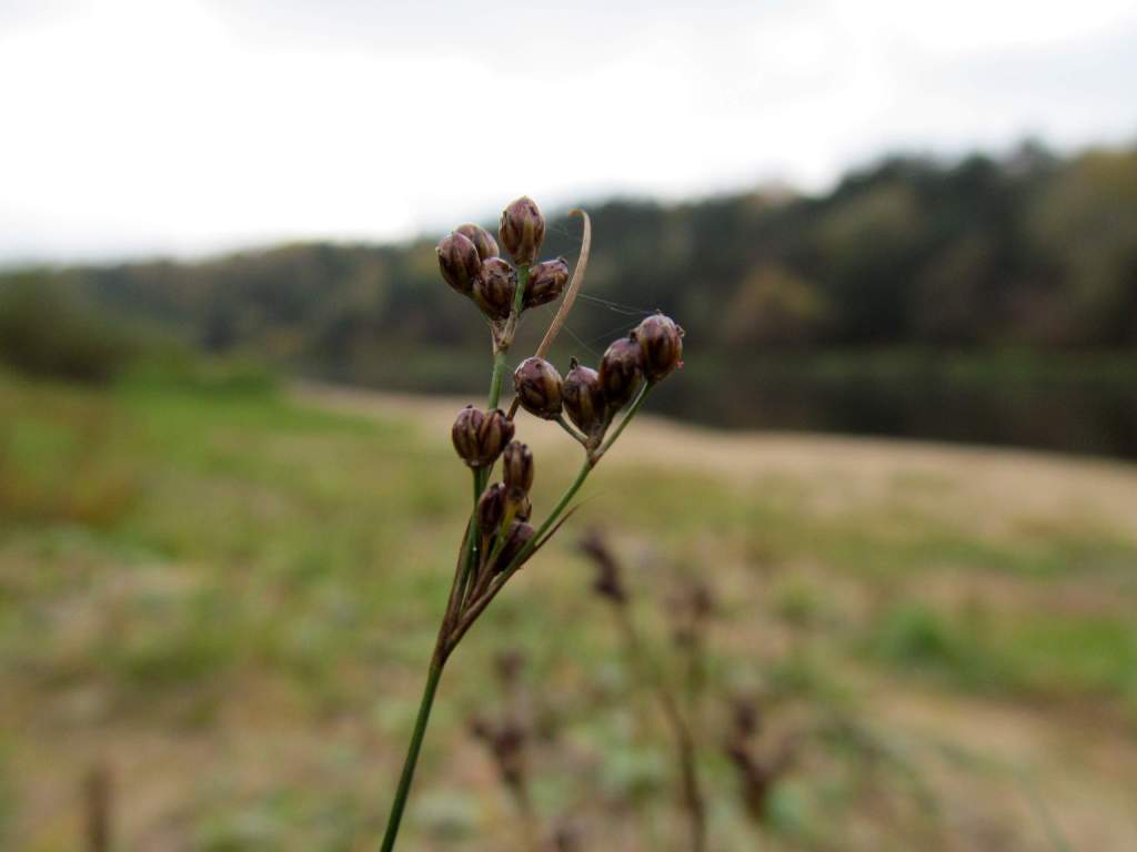 Изображение особи Juncus compressus.