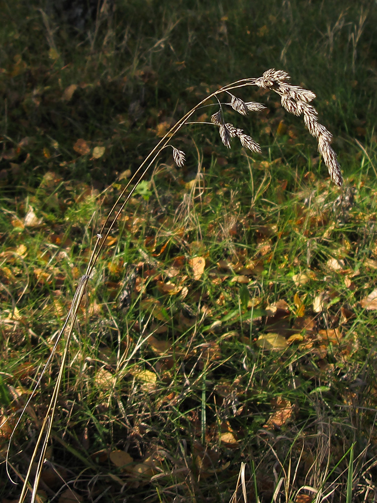 Изображение особи Dactylis glomerata.