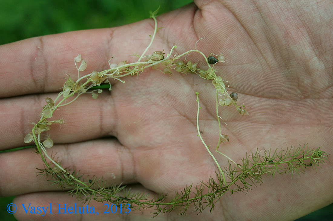 Изображение особи Utricularia intermedia.