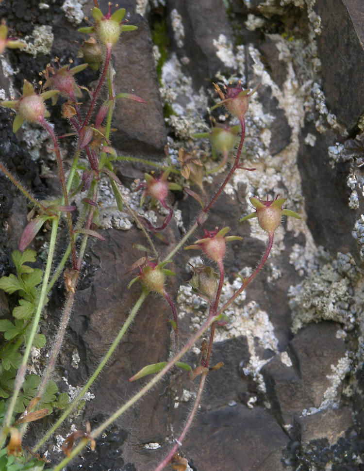 Image of Saxifraga verticillata specimen.