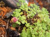 Dracocephalum palmatum