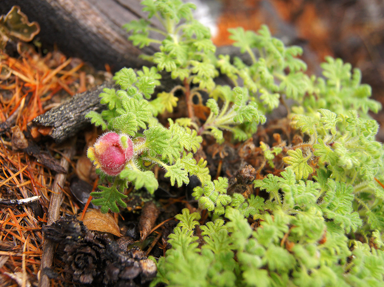 Изображение особи Dracocephalum palmatum.