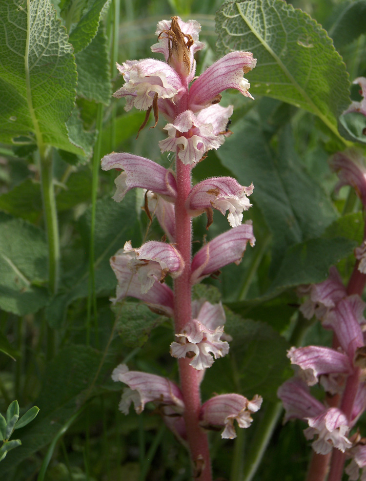 Image of Orobanche alba specimen.