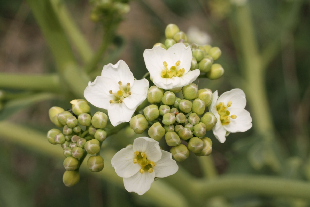 Image of Crambe steveniana specimen.