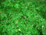 Malus baccata