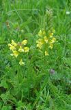 Pedicularis sibthorpii. Цветущее растение. Нагорный Карабах, Мартунинский р-н, окр. дер. Ннги. 07.05.2013.