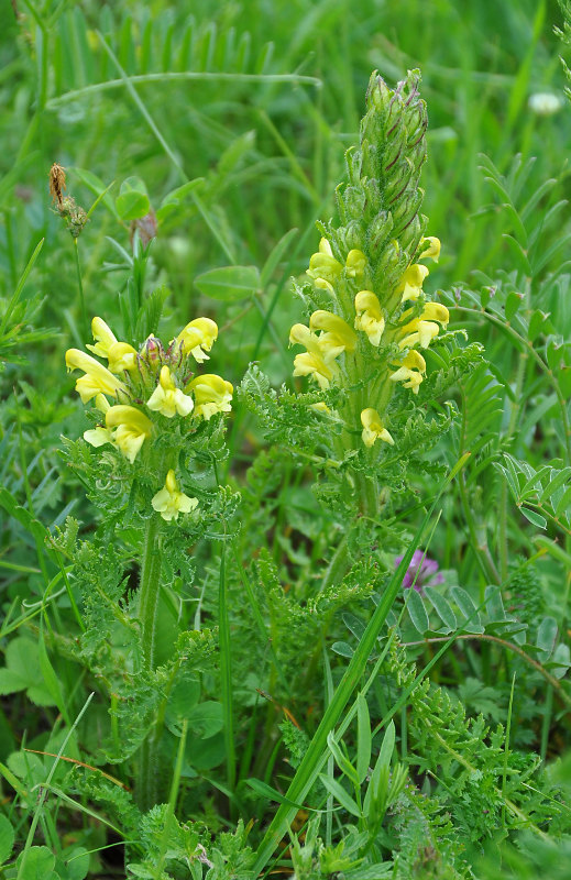 Изображение особи Pedicularis sibthorpii.