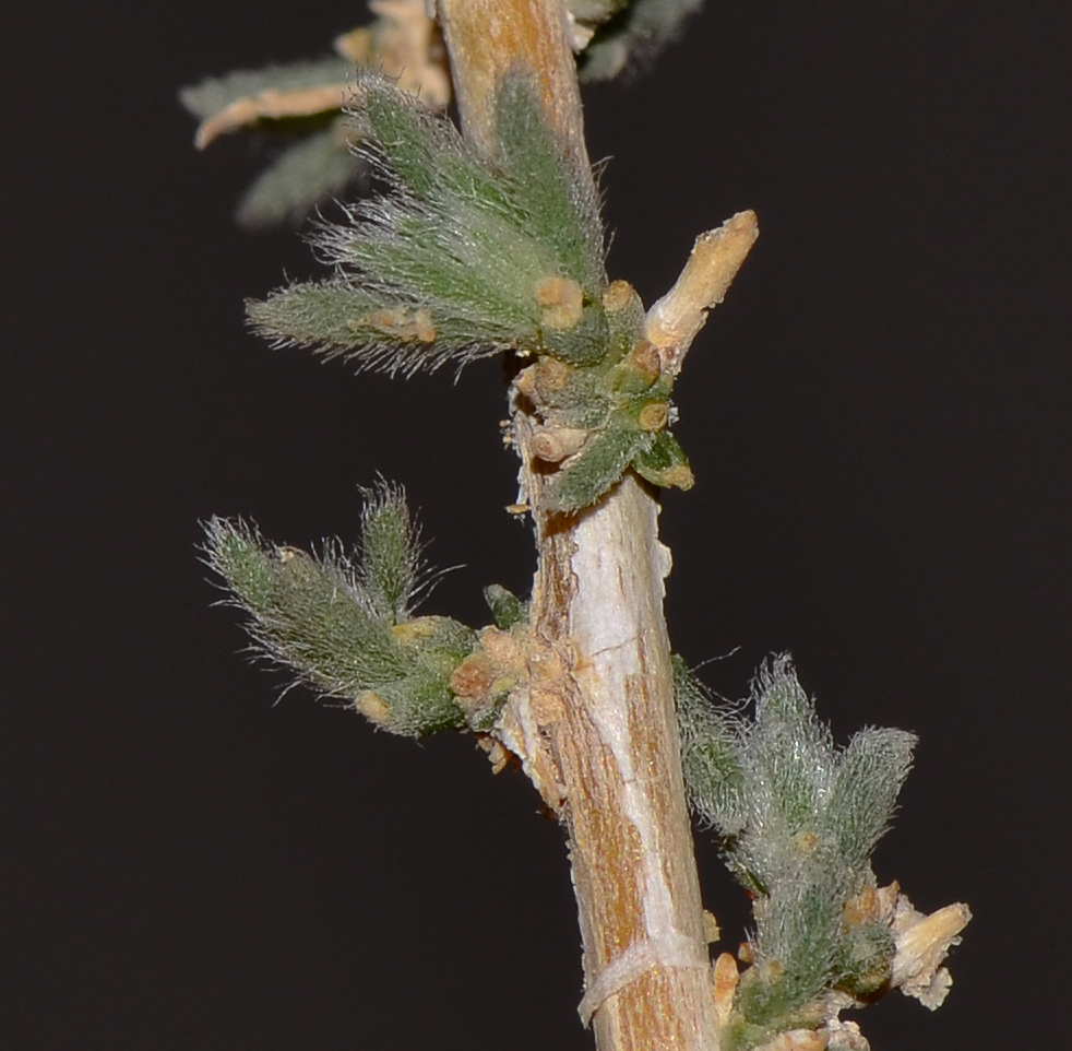 Изображение особи Salsola vermiculata.