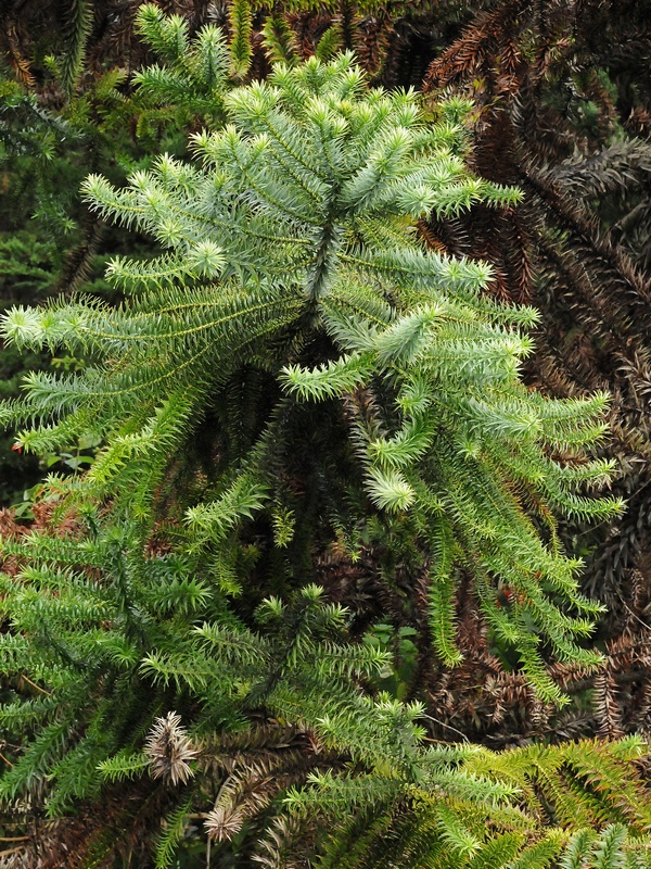 Изображение особи Araucaria angustifolia.