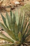 Agave murpheyi