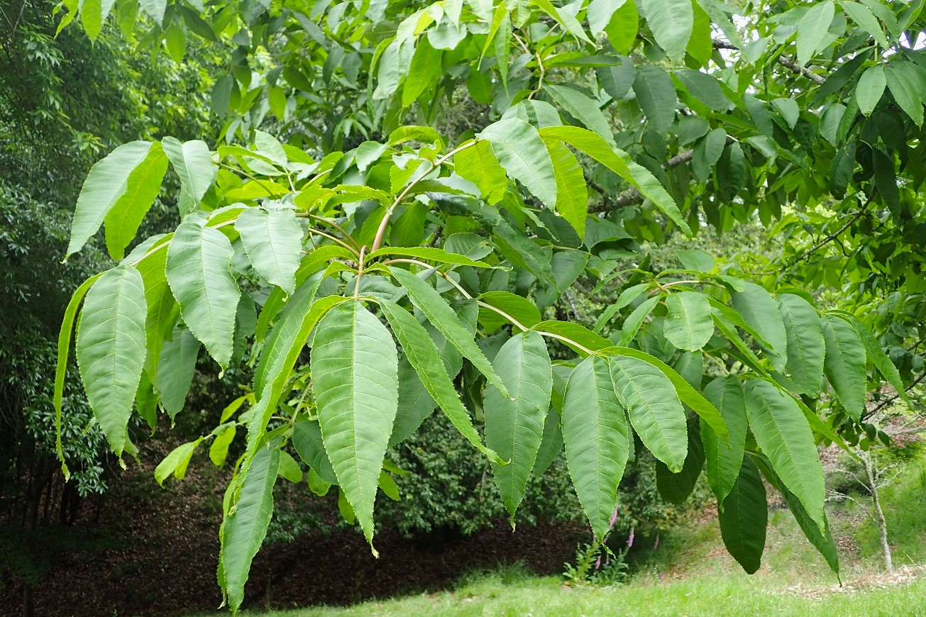 Изображение особи Fraxinus mandshurica.