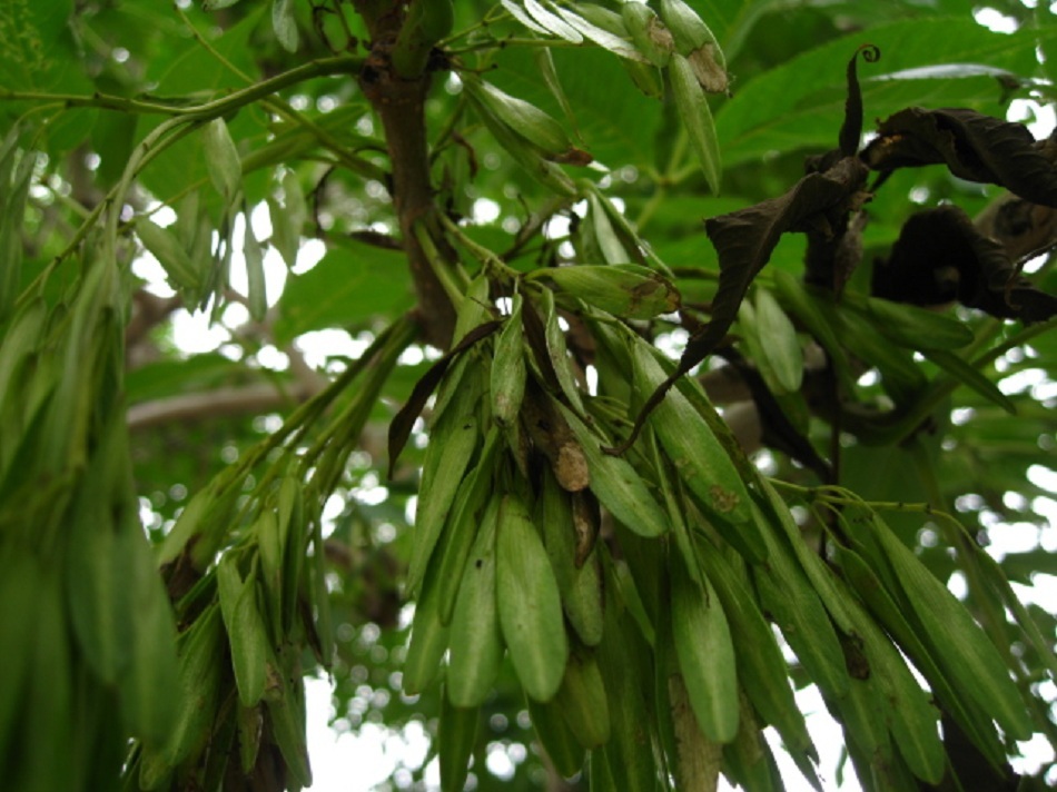 Image of Fraxinus mandshurica specimen.