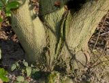 Quercus phillyreoides