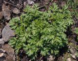 Artemisia vulgaris