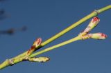 Acer palmatum