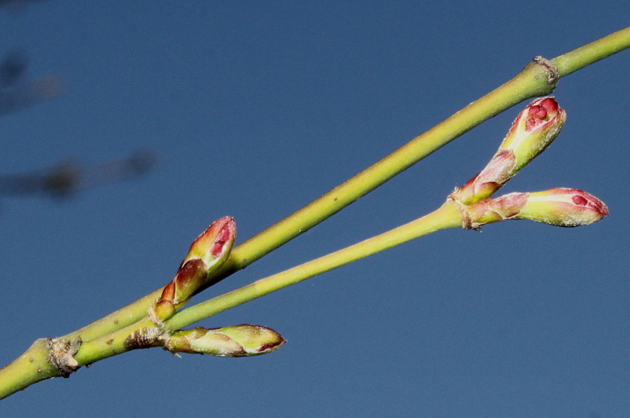 Image of Acer palmatum specimen.