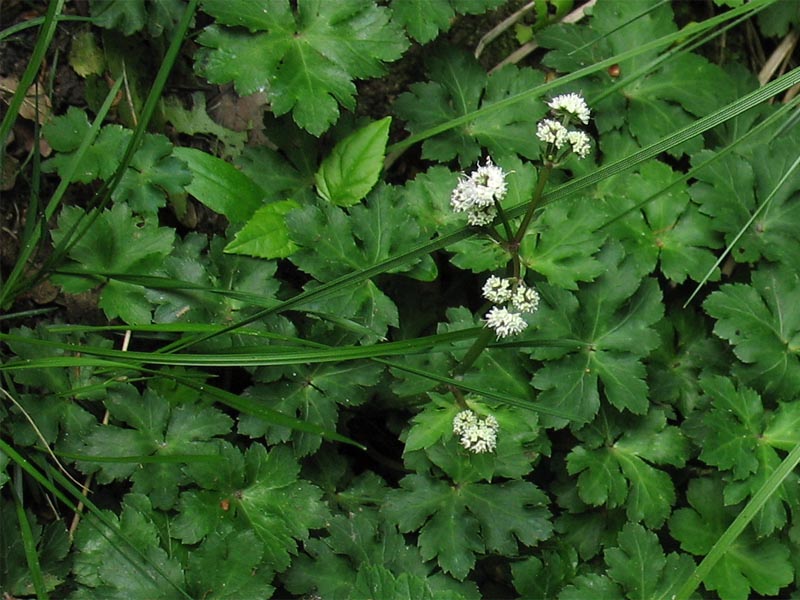 Image of Sanicula europaea specimen.