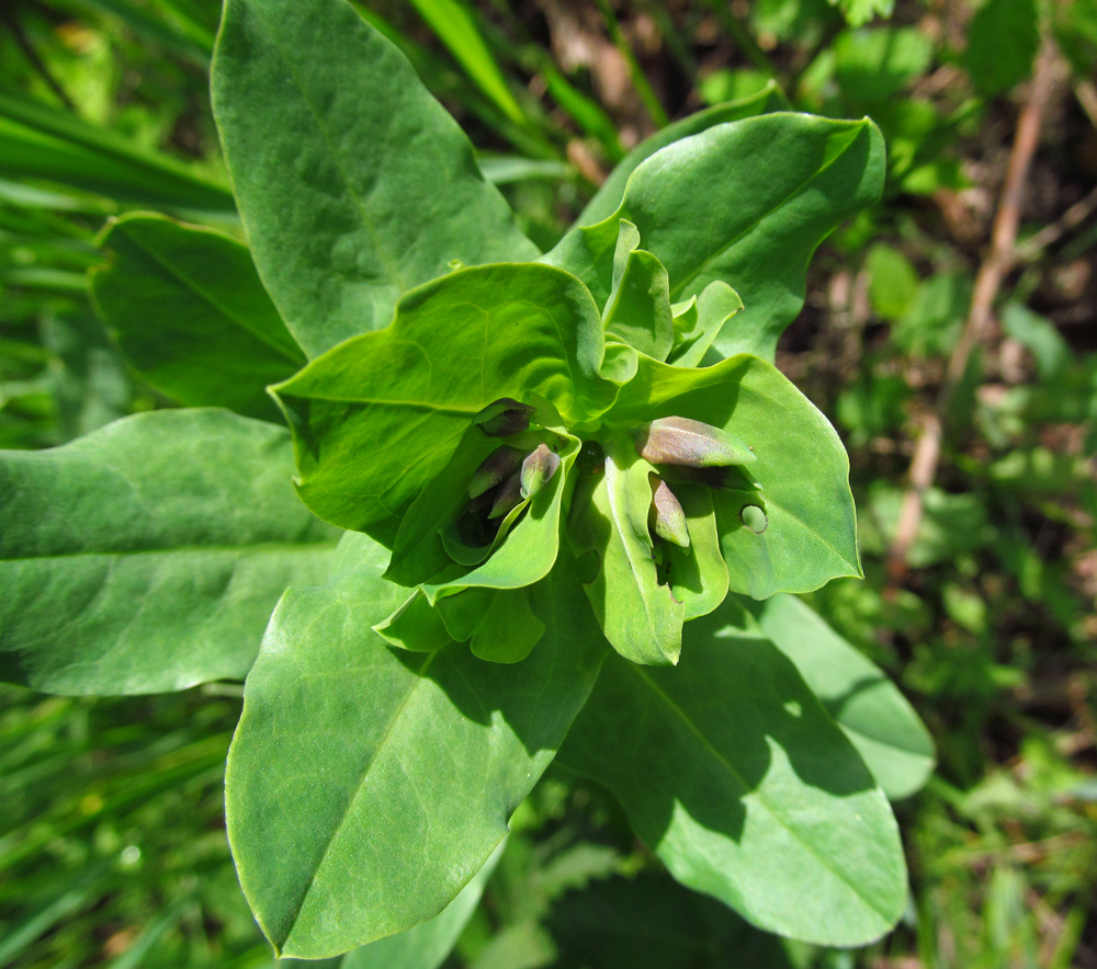 Image of Cerinthe minor specimen.