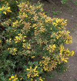 Ulex europaeus. Часть цветущего растения. Германия, г. Дюссельдорф, Ботанический сад университета. 28.04.2014.