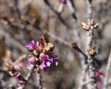 Daphne mezereum. Зацветающая ветка. Краснодарский край, плато Лагонаки. 28.04.2013.