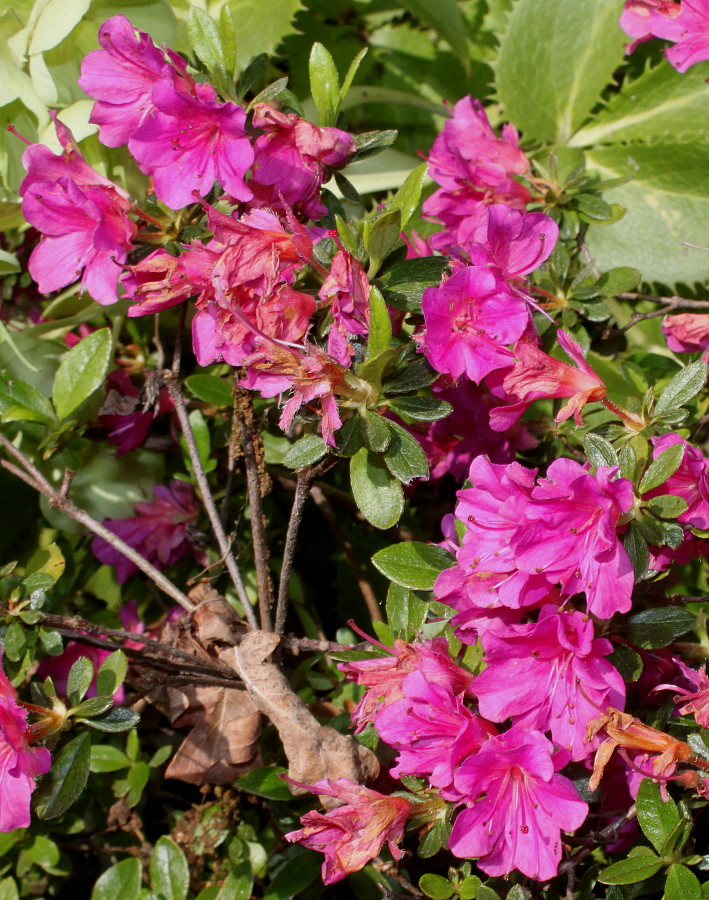 Image of Rhododendron obtusum specimen.