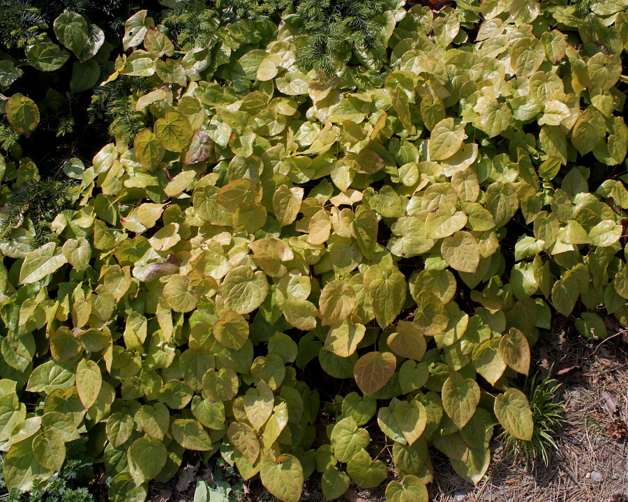 Image of Epimedium × perralchicum specimen.
