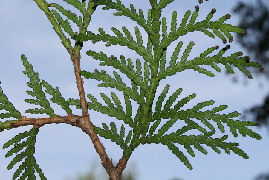 Изображение особи род Thuja.
