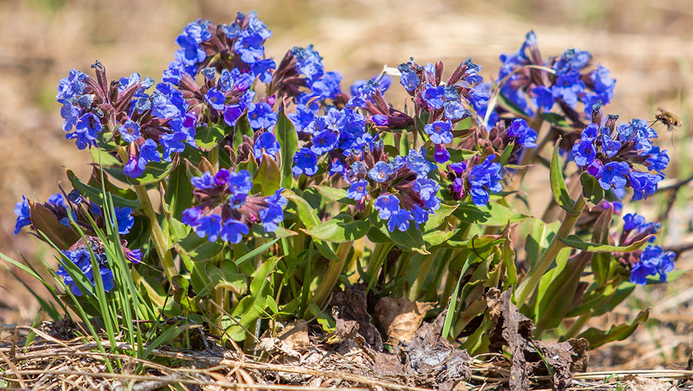 Изображение особи Pulmonaria mollis.