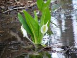 Lysichiton camtschatcensis