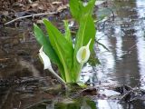 Lysichiton camtschatcensis