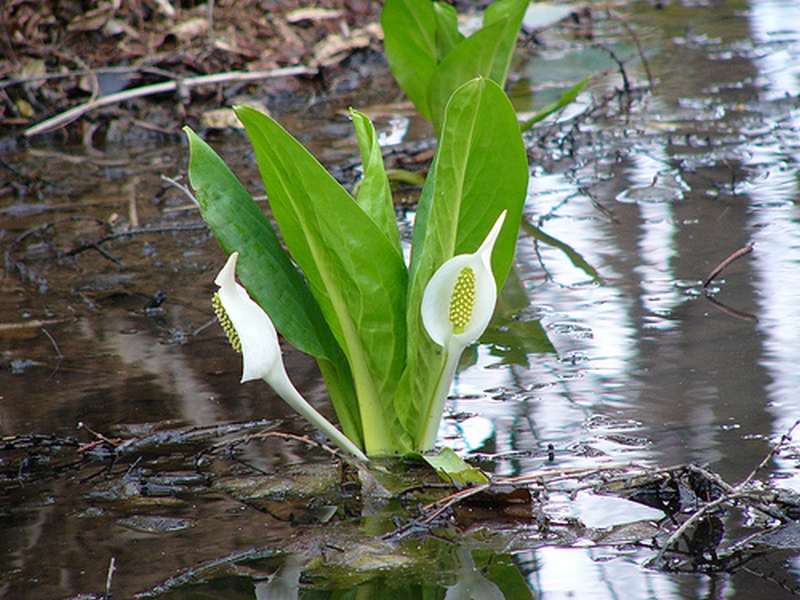 Изображение особи Lysichiton camtschatcensis.