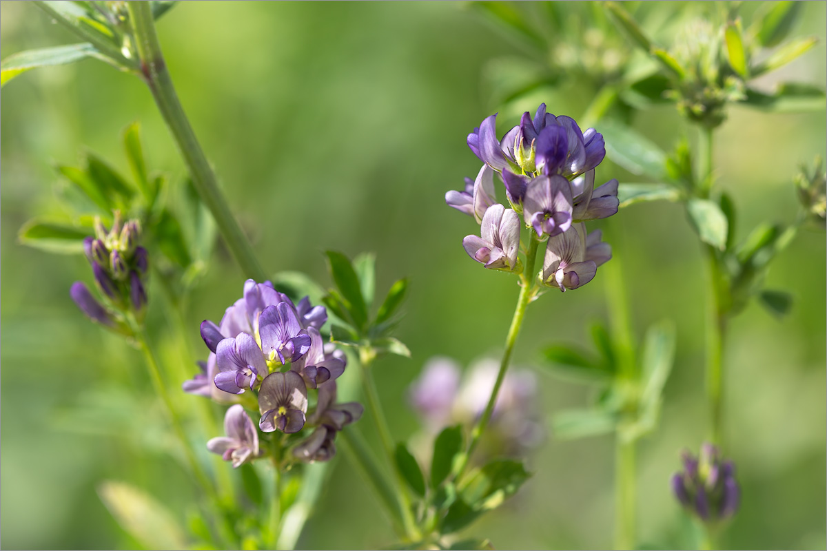 Изображение особи Medicago sativa.