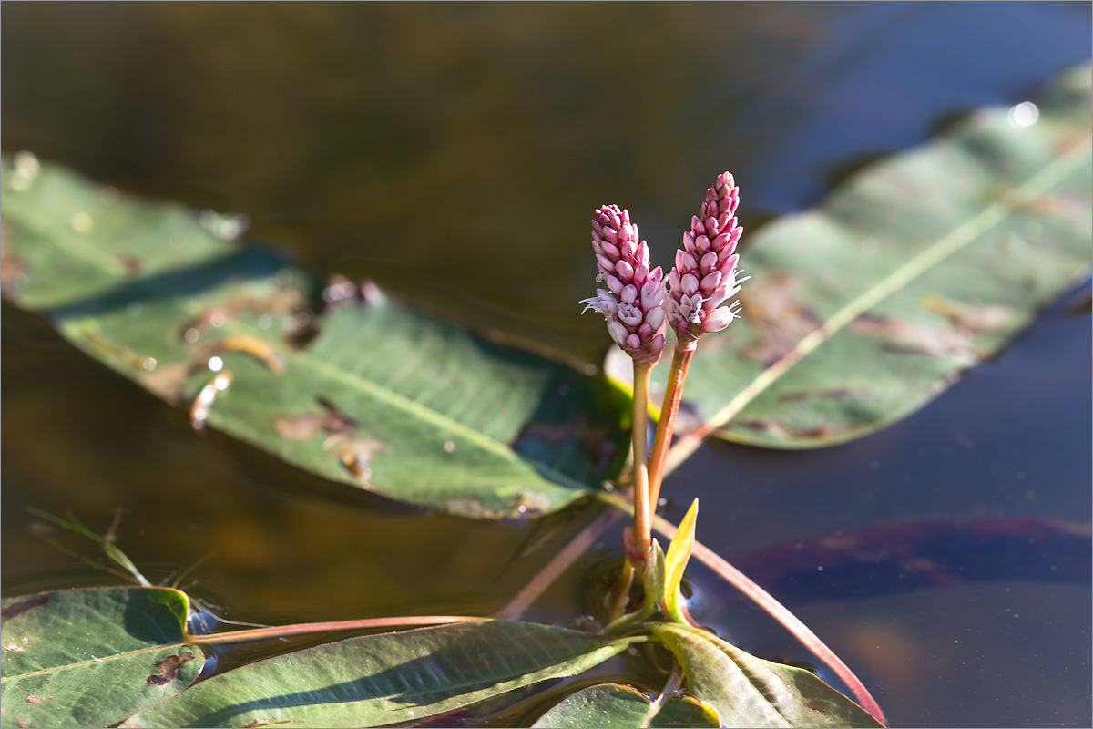 Image of Persicaria amphibia specimen.