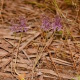 Allium daninianum