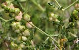 Sarcopoterium spinosum. Часть побега с соплодием. Греция, п-ов Пелопоннес, окр. г. Катаколо. 22.04.2014.