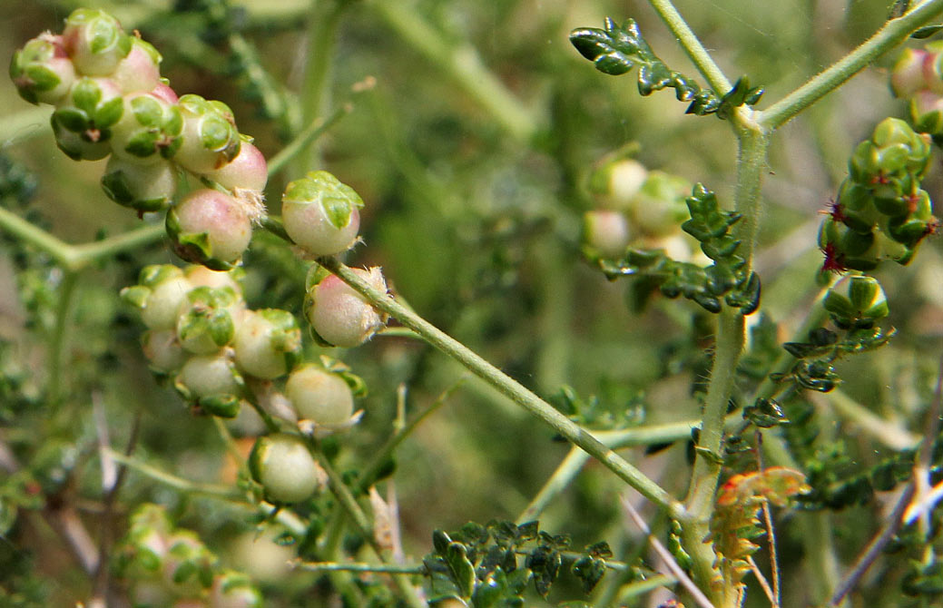 Изображение особи Sarcopoterium spinosum.