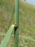 Image of taxon representative. Author is Алексей Малиновских