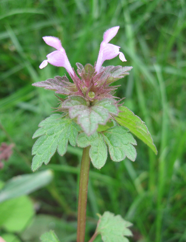 Изображение особи Lamium dissectum.