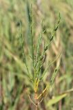 Salicornia perennans