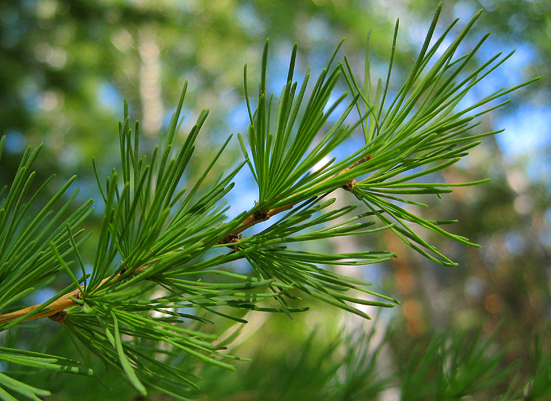 Изображение особи Larix sibirica.