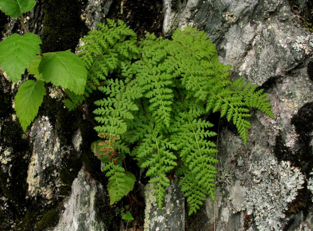 Image of Woodsia taigischensis specimen.