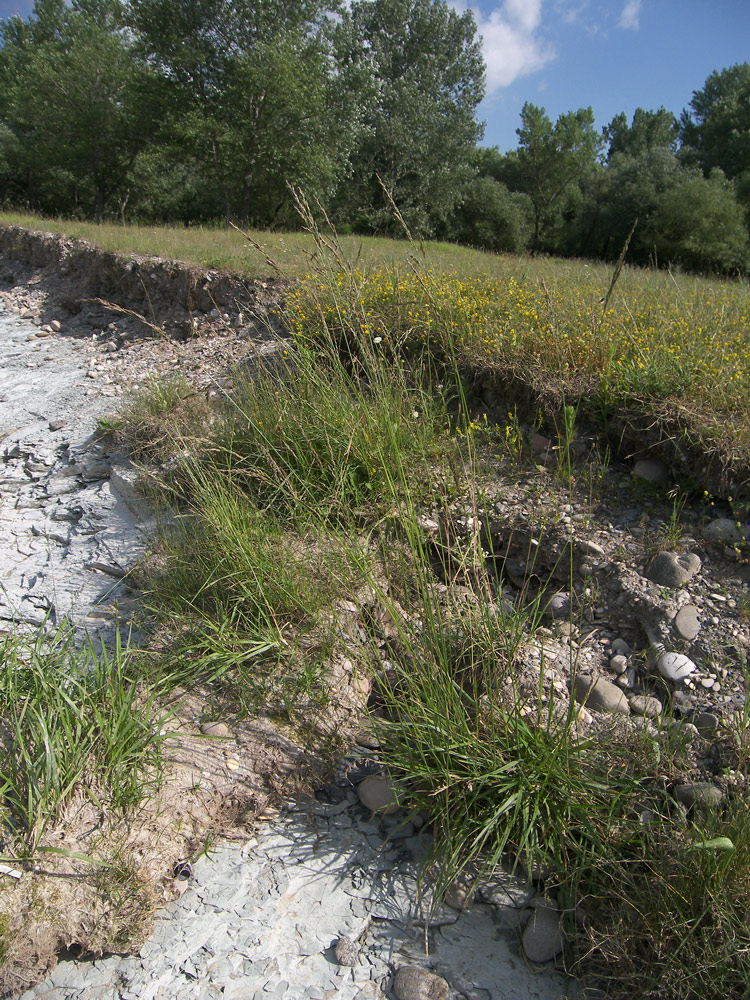 Image of Festuca arundinacea specimen.