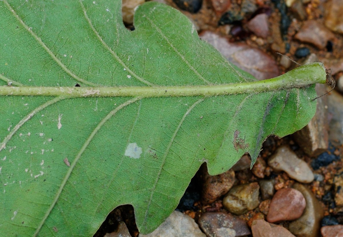 Изображение особи Quercus mongolica.