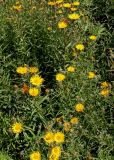 Inula ensifolia