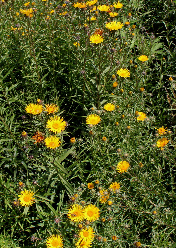 Изображение особи Inula ensifolia.