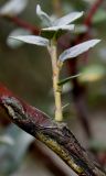 genus Salix. Средняя часть ветви с молодым побегом. Германия, г. Дюссельдорф, Ботанический сад университета. 05.09.2014.