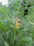 Centaurea iberica